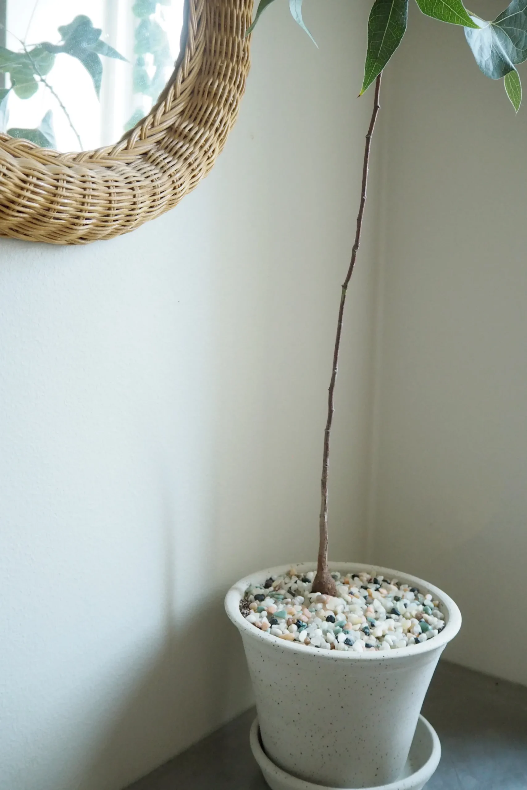 Topping Sten|Jord Og Omplantning^PLANT Topping sten - Mix