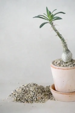 Topping Sten|Jord Og Omplantning^PLANT Topping sten - Natural