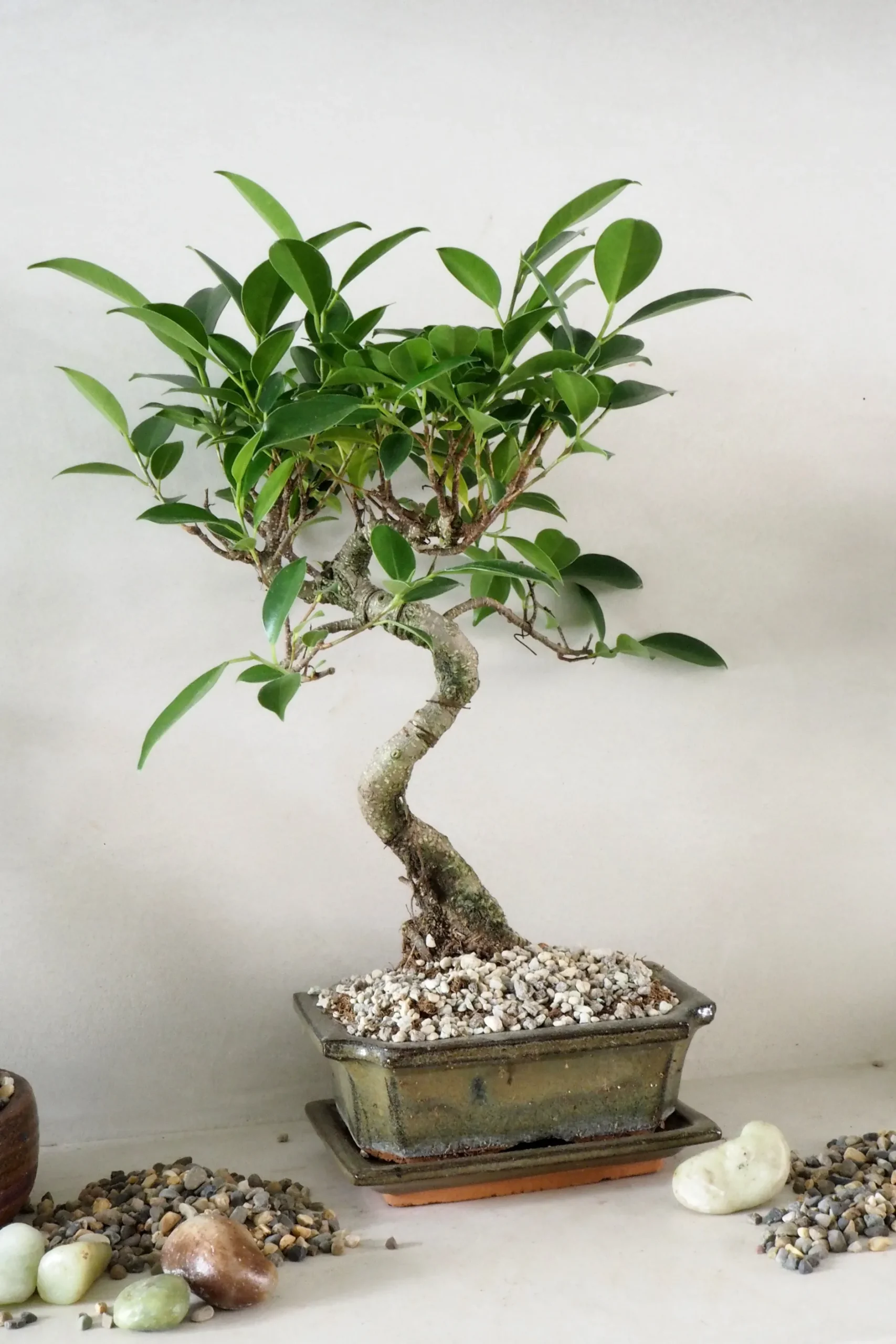 Topping Sten|Jord Og Omplantning^PLANT Topping sten - Natural