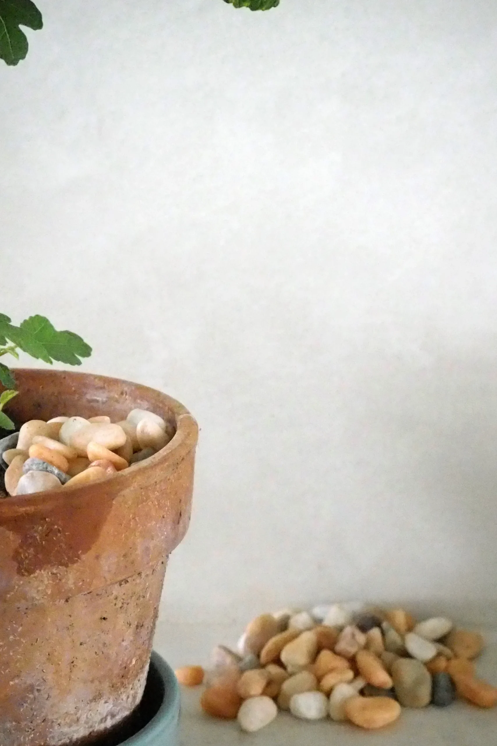 Topping Sten|Jord Og Omplantning^PLANT Topping sten - Peach