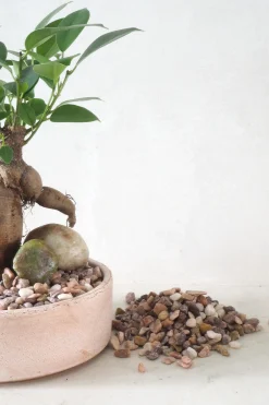 Topping Sten|Jord Og Omplantning^PLANT Topping sten - Rosa