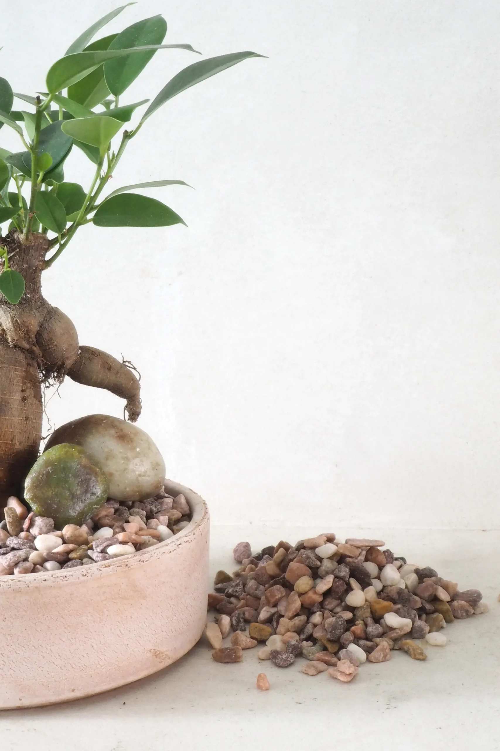 Topping Sten|Jord Og Omplantning^PLANT Topping sten - Rosa