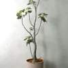 Gulvplanter Og Store Træer|Ørkenplanter Og Knoldplanter^PLANT Uncarina decaryi