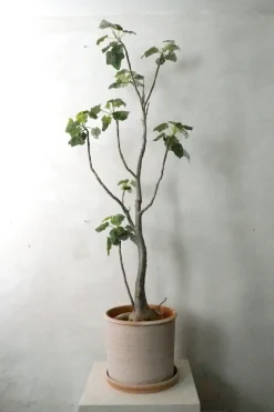 Gulvplanter Og Store Træer|Ørkenplanter Og Knoldplanter^PLANT Uncarina decaryi