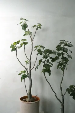 Gulvplanter Og Store Træer|Ørkenplanter Og Knoldplanter^PLANT Uncarina decaryi