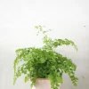Tropiske Planter^PLANT Venushår bregne