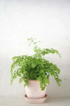 Tropiske Planter^PLANT Venushår bregne