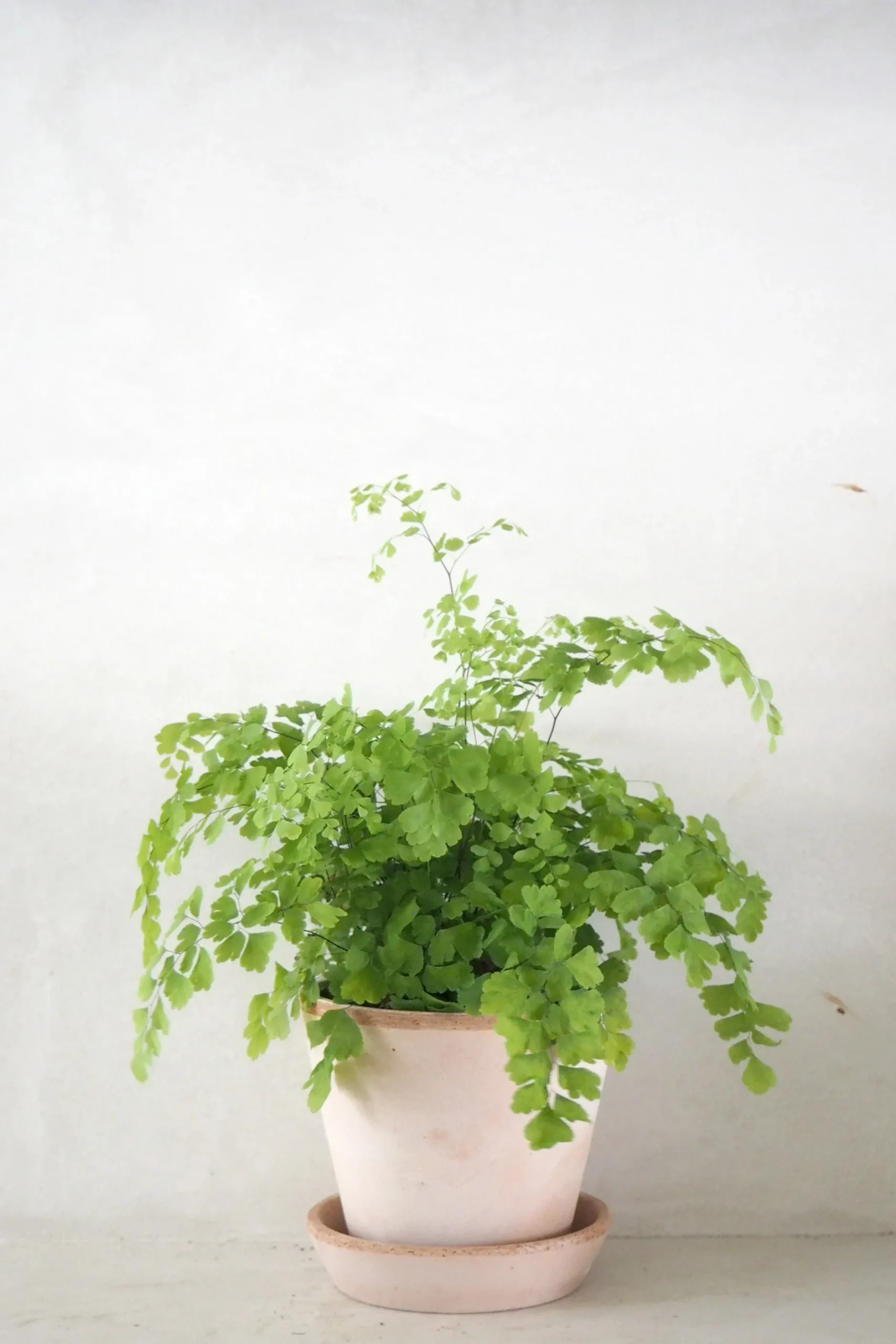 Tropiske Planter^PLANT Venushår bregne