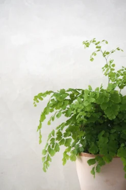 Tropiske Planter^PLANT Venushår bregne