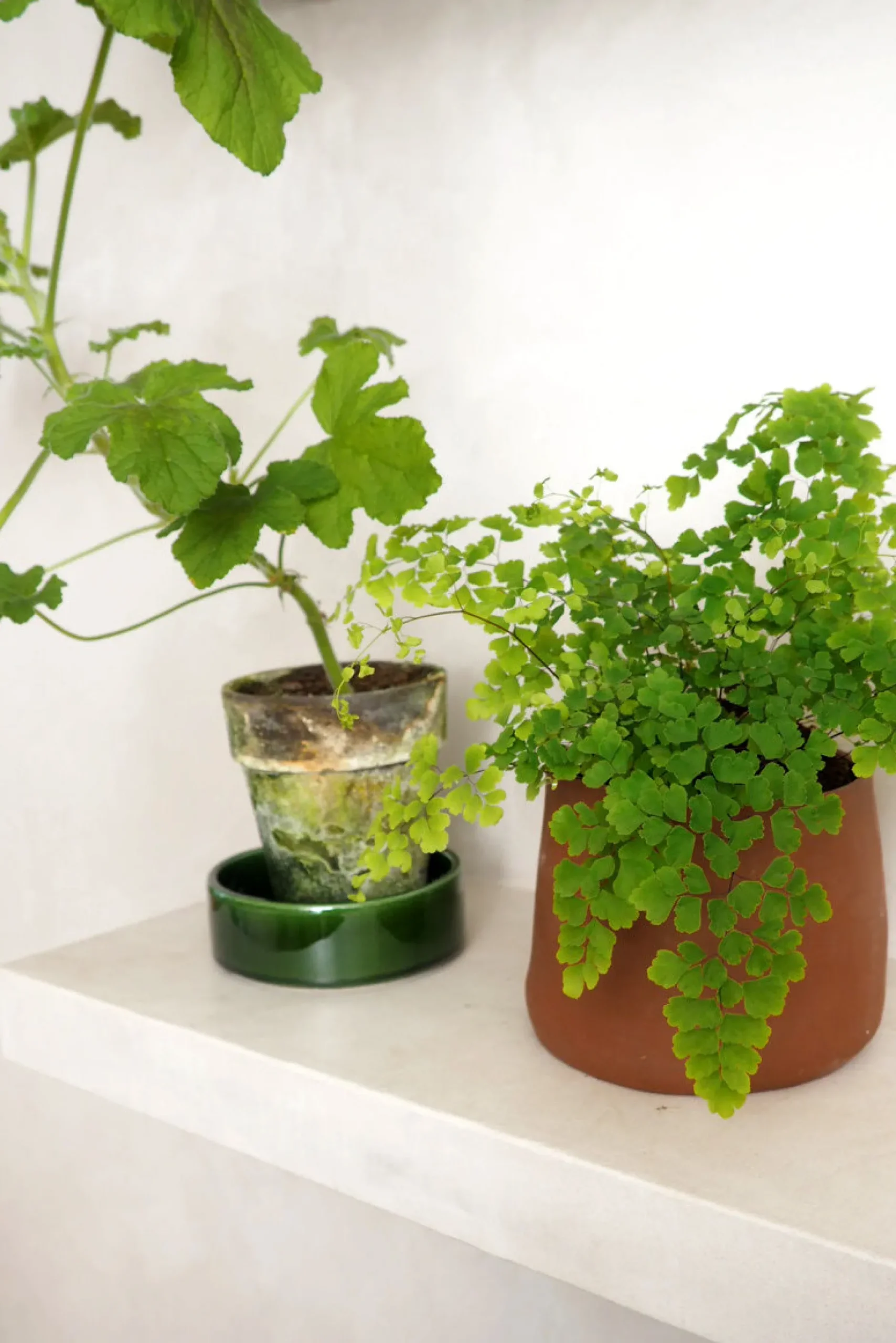 Tropiske Planter^PLANT Venushår bregne
