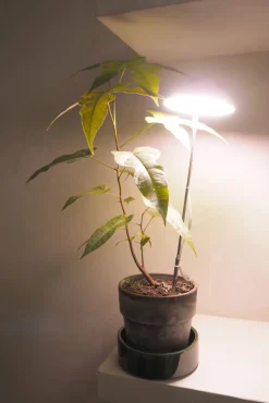 Plantelys Og Vækstlys^PLANT Vækstlampe, LED