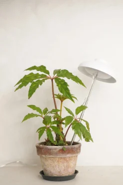 Plantelys Og Vækstlys^PLANT Vækstlampe, LED