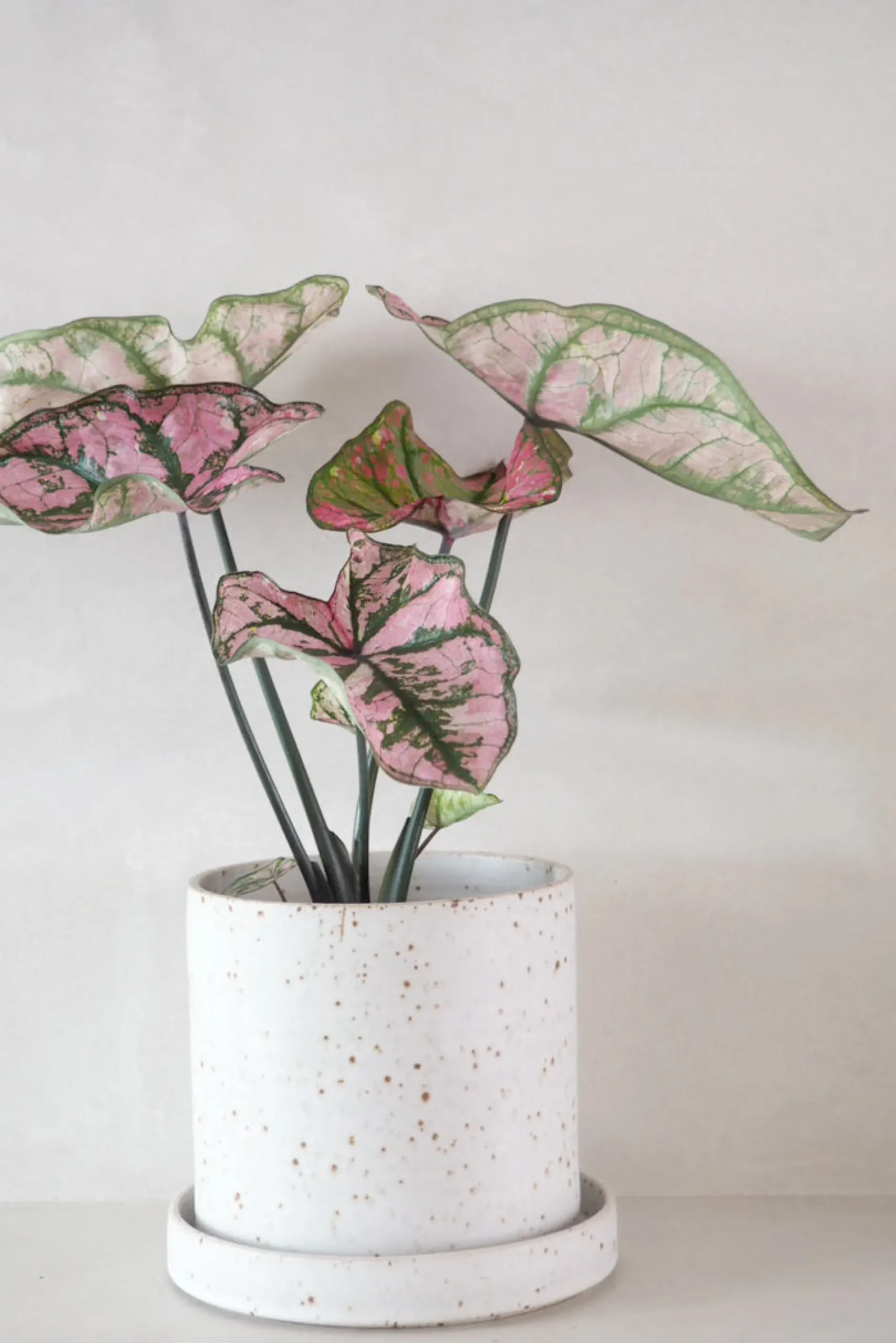 Håndlavede Krukker|Glaserede Krukker^PLANT V.O krukke - hvid, large