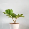 Tropiske Planter^PLANT Zamia Furfuracea