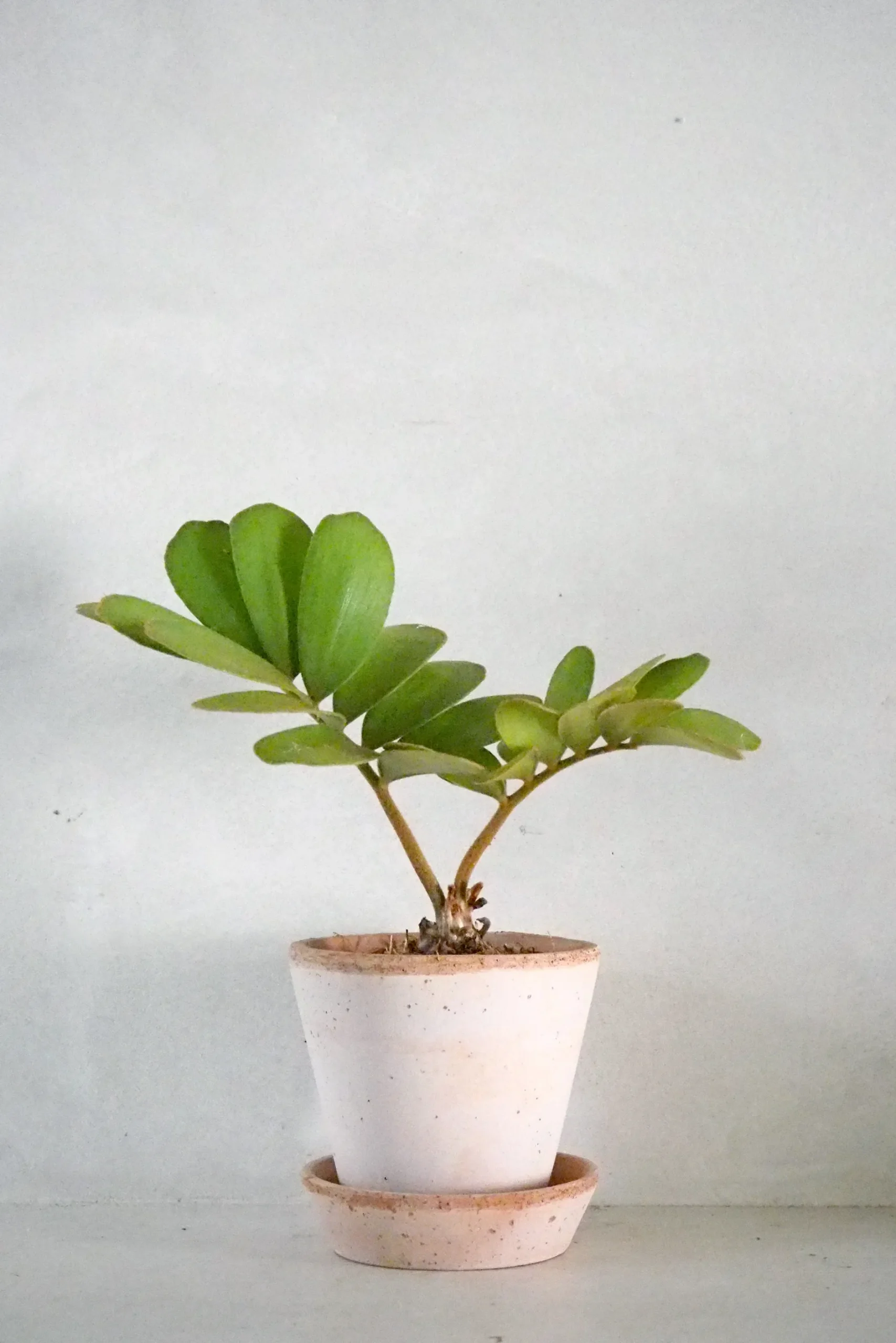 Tropiske Planter^PLANT Zamia Furfuracea